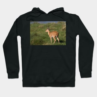 Reed Buck Hoodie